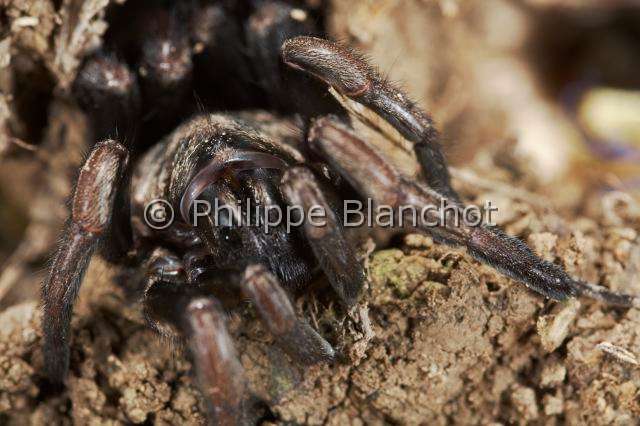 Ctenizidae_5203.JPG - France, Corse, Araneae, Mygalomorphae, Ctenizidae, Mygale fouisseuse noire (Ctenizia sauvagesi), femelle sortie de son terrier, Trapdoor spider
